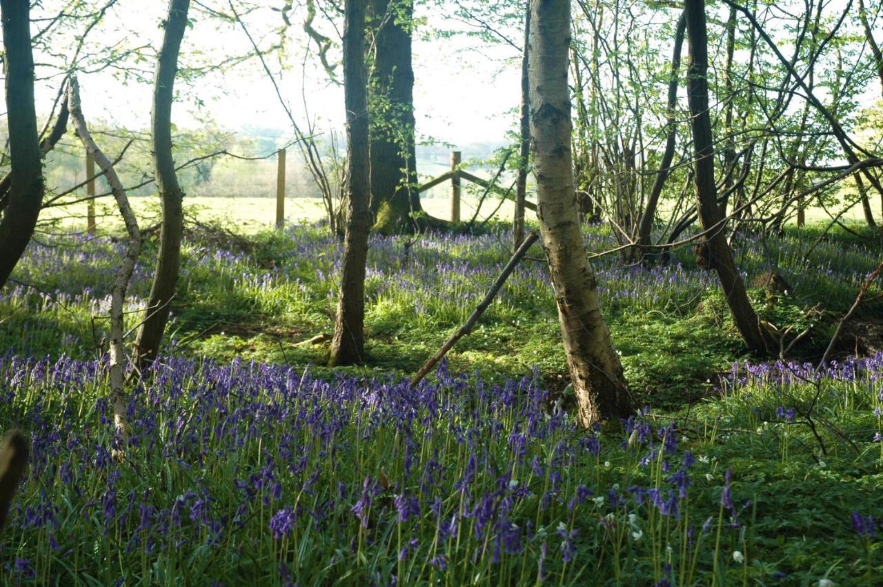 Bluebells Apartment Rye Bagian luar foto